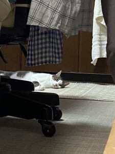 すずき [ 幽遊屋敷 ]