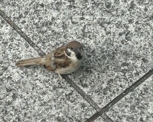 やなぎ [ 幽遊屋敷 ]