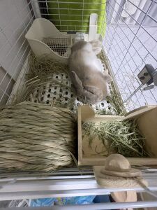 いえやす [ 幽遊屋敷 ]